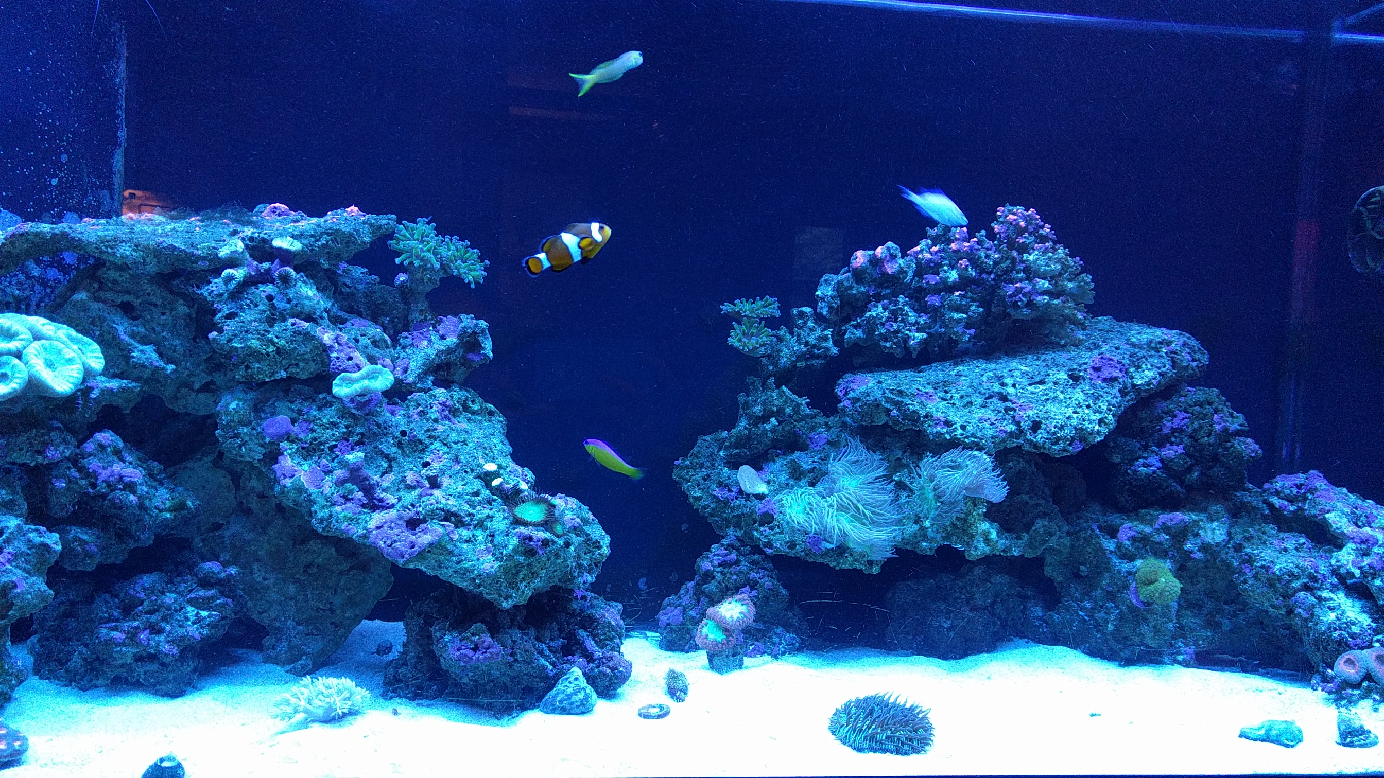Rochester NY Saltwater Fish Tank Pet Sitting and care